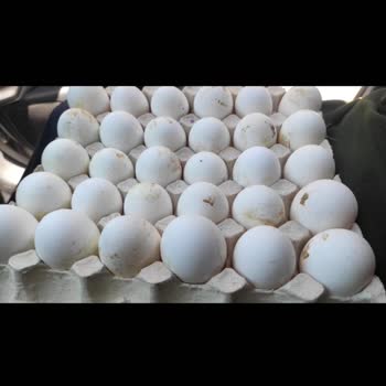 Lele Yumurta Şubesi Bozuk Yumurtayı İade Almadı