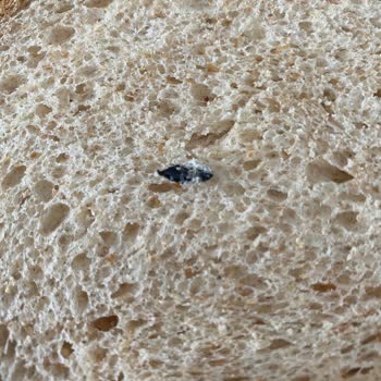 A101 UNO Tam Buğday Unlu Tava Ekmeği