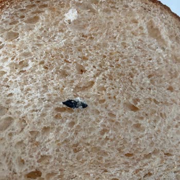 A101 UNO Tam Buğday Unlu Tava Ekmeği