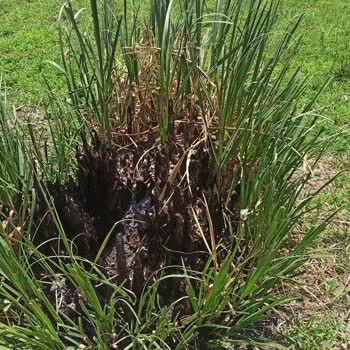 Doğa Koruma Ve Milli Parklar Tek Tek Dağları Milli Parkı