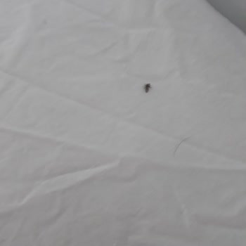 Mira Su Hotel Hijyen Sorunu