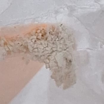 Şok Market Piyale Unu Kurtlu Satıyor