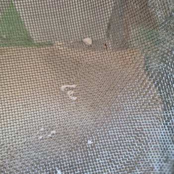 Şok Market Piyale Unu Kurtlu Satıyor