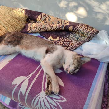 Gaziosmanpaşa Belediyesi Sokağa Salınan Köpek Kedimi Öldürdü
