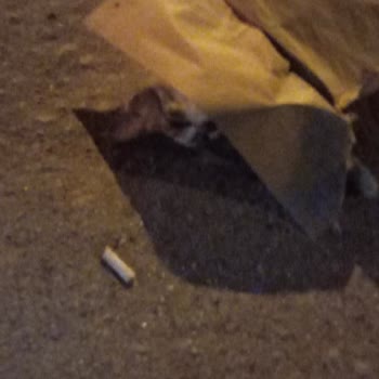 Anamur Belediyesi Kediye Araba Çarptı Fakat Ekip Gönderilmiyor