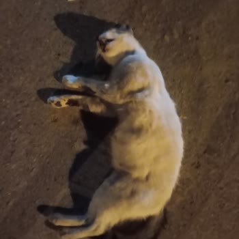 Anamur Belediyesi Kediye Araba Çarptı Fakat Ekip Gönderilmiyor