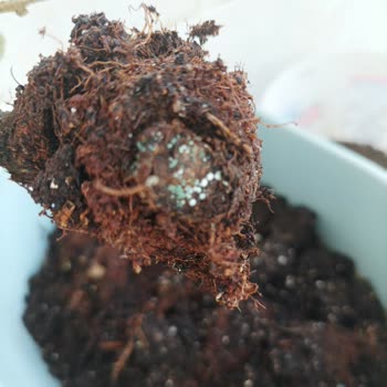 Çiçek Sepeti Bonsai Bitkisi Şikayet