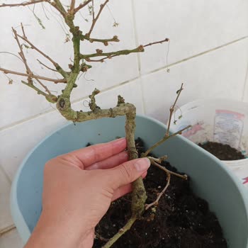 Çiçek Sepeti Bonsai Bitkisi Şikayet