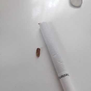 Chesterfield Navy Blu İçerisinde Dal Parçası