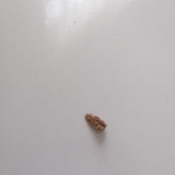 Chesterfield Navy Blu İçerisinde Dal Parçası