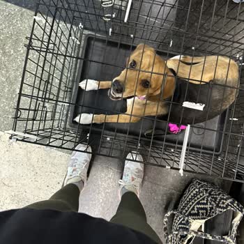 Pegasus Daha Önce 3 Kere Taşıdığım Evcil Hayvanımı 4. Kez Almadı!