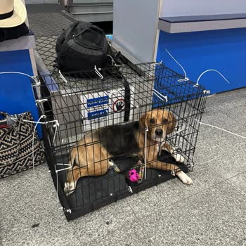 Pegasus Daha Önce 3 Kere Taşıdığım Evcil Hayvanımı 4. Kez Almadı!