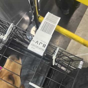 Pegasus Daha Önce 3 Kere Taşıdığım Evcil Hayvanımı 4. Kez Almadı!