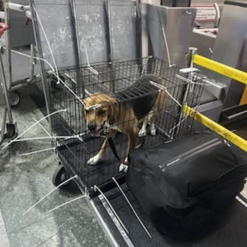 Pegasus Daha Önce 3 Kere Taşıdığım Evcil Hayvanımı 4. Kez Almadı!