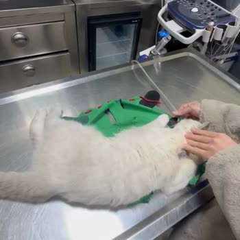 Dodo Veteriner Kedim Klinikte Öldü