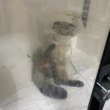 Mario Veteriner Kliniği Kötü Bakım Bilinçsiz Veteriner