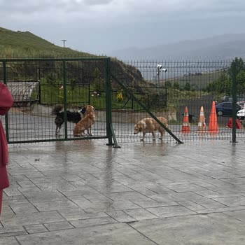 Samsun Büyükşehir Belediyesi Hayvan Hakları Ve Sorumlulukları