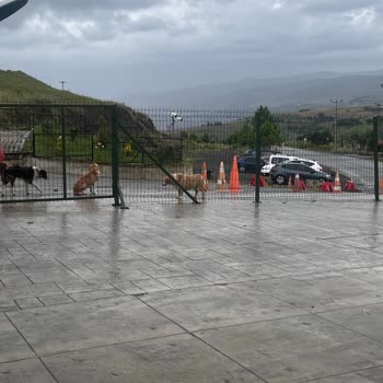 Samsun Büyükşehir Belediyesi Hayvan Hakları Ve Sorumlulukları