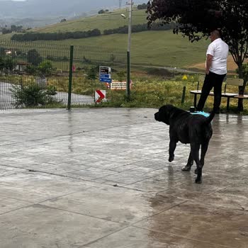 Samsun Büyükşehir Belediyesi Hayvan Hakları Ve Sorumlulukları