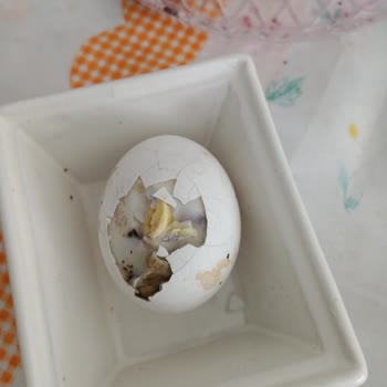 Anadolu Çiftliği Yumurtalar Bozuk Çıkıyor