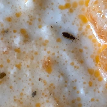 Temple Group Hotels  Saygısızlığı