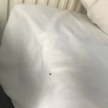 Tatilbudur.com Ve Loxia Comfort Clup Side