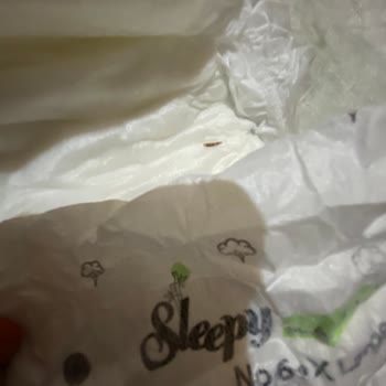 Sleepy Bezin İçinden Kurt Çıktı