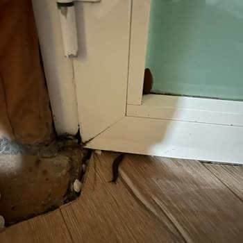 Sapanca Paradise'da Hüsran