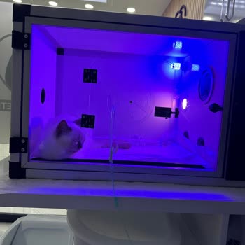 GençVet Yanlış Veteriner Teşhisi