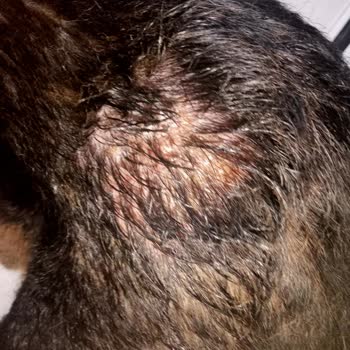 Dostum Pet Otel Evcil Hayvan Bakımı Sorunu