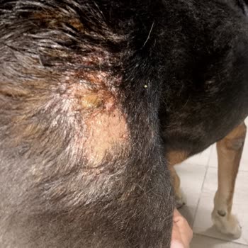 Dostum Pet Otel Evcil Hayvan Bakımı Sorunu