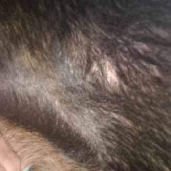 Dostum Pet Otel Evcil Hayvan Bakımı Sorunu