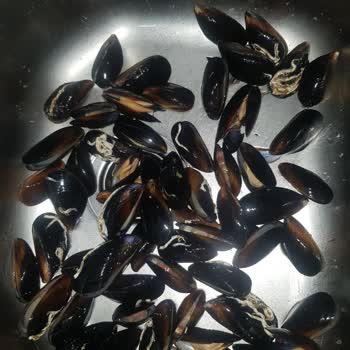 Metro Grossmarket Kocaman Ve Metro Cheff Kabuklu Midye