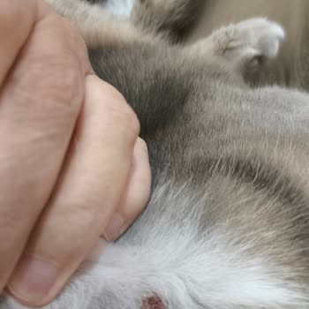 Pro Plan Sterilised Alerji Sorunu