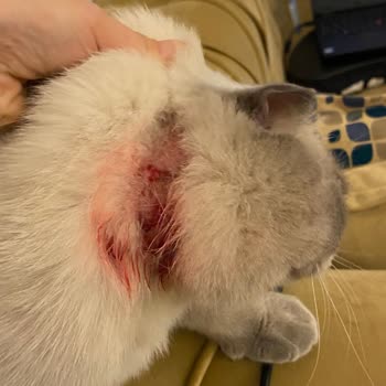 Pro Plan Sterilised Alerji Sorunu