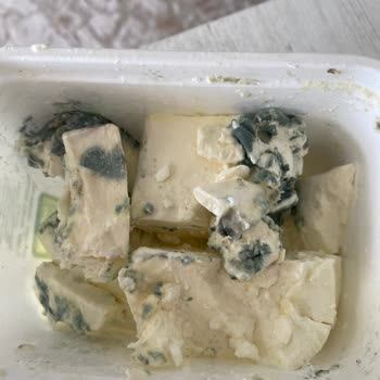 Dost Süt Dost Peynir Küflenmesi