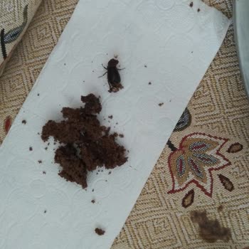 Ülker Kekin İçinden Böcek Çıktı