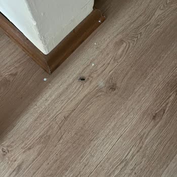 Turlasana Şirketi Yine Yanıltmadı