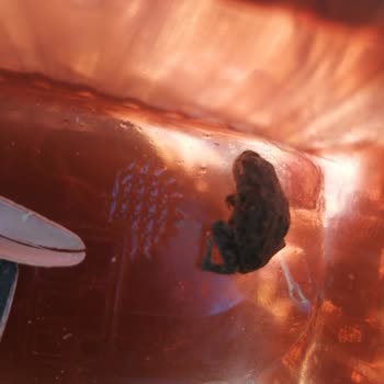 BİM Çekirdeğin İçinden Çıkan Kurbağa Yavrusu!