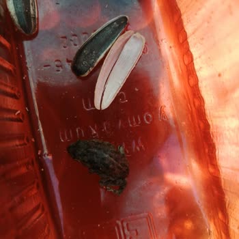 BİM Çekirdeğin İçinden Çıkan Kurbağa Yavrusu!