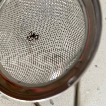 Arslan Süt Ürünleri Ayrandan Böcek Çıktı