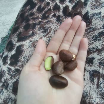 BİM İnci Mavi Kapaklı Siyah Zeytinin İçinden Yenidünya Çekirdeği Çıktı