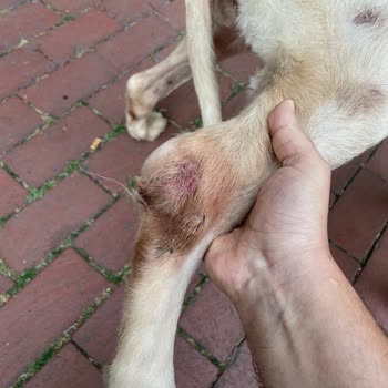 Wof Wof Dog Hotel Memnuniyetsizliği