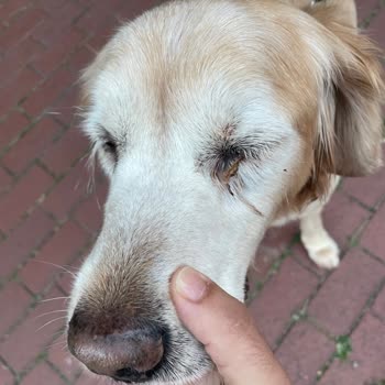 Wof Wof Dog Hotel Memnuniyetsizliği