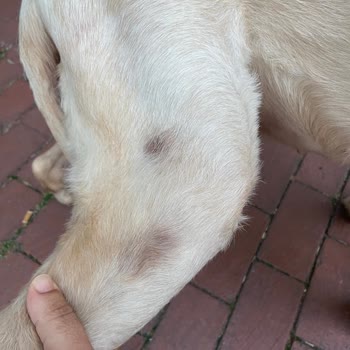 Wof Wof Dog Hotel Memnuniyetsizliği