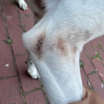 Wof Wof Dog Hotel Memnuniyetsizliği