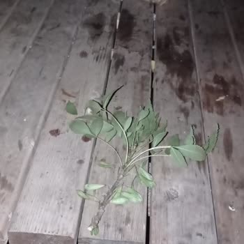 Köfteci Yusuf Karanlık Ve Pis Dinlenme Alanı!