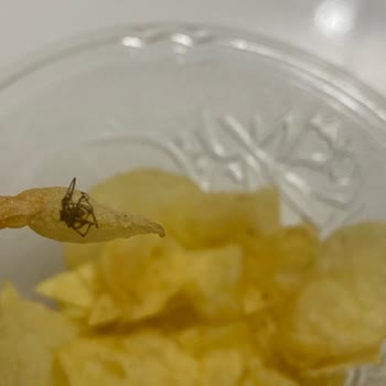 Lays Cipsten Örümcek Çıktı