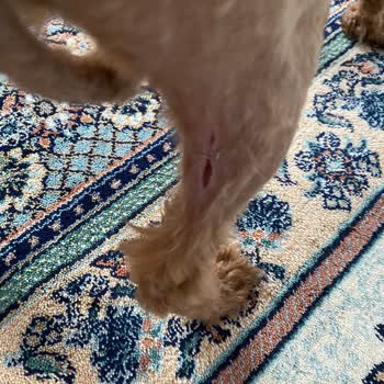 Zoospital Veteriner Kliniği (Sultangazi) Köpeğimi Tıraş Adı Altında Kestiler