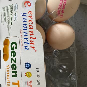 Ercanlar Yumurta Gezen Tavuk İçinden 3 Numara Yumurta Çıkıyor